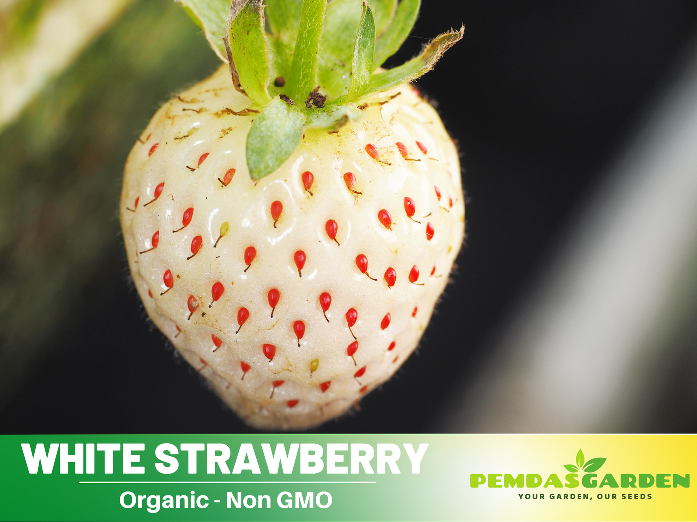 buy strawberry seeds 110 seeds| White strawberry Seeds – Delicious Fruit, Easy to Grow, Per – PEMDASGARDEN