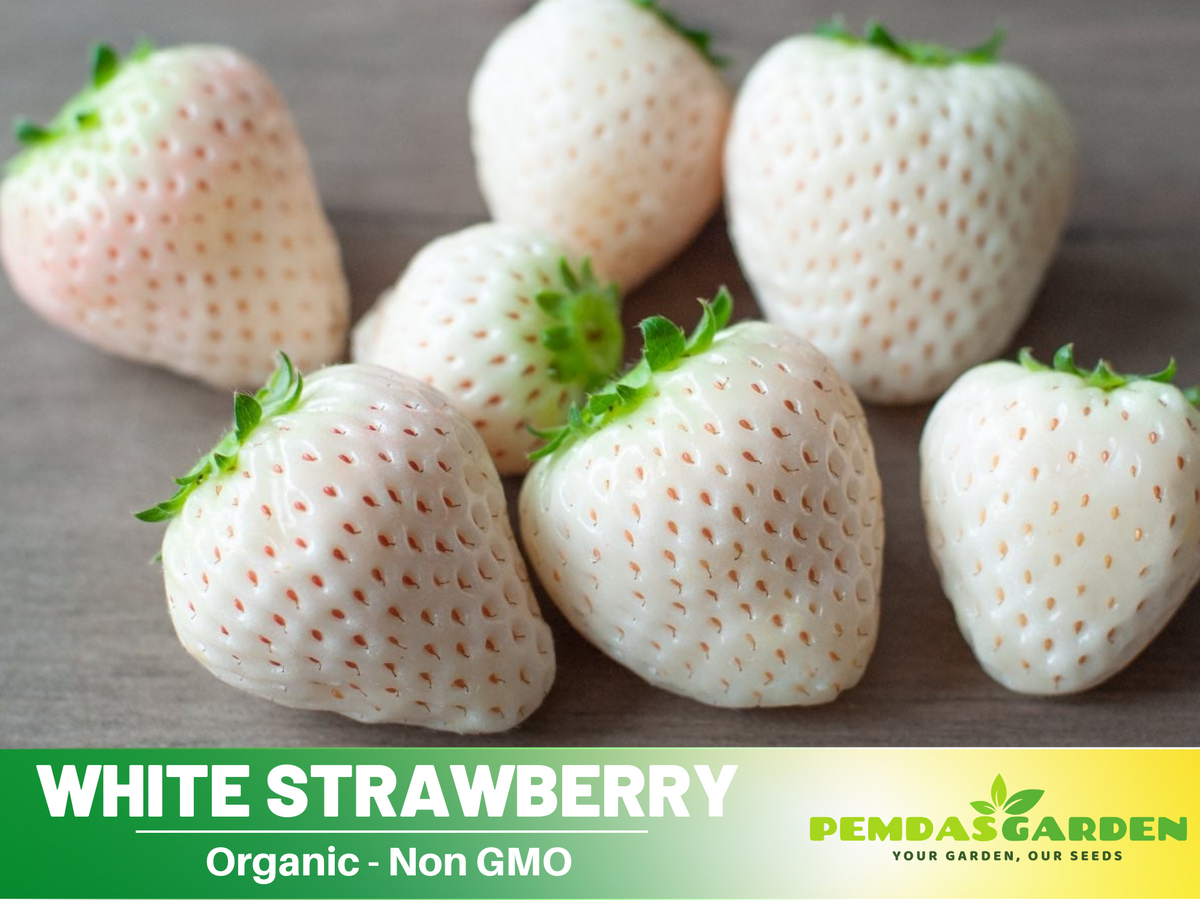 110 seeds| White strawberry seeds #5007