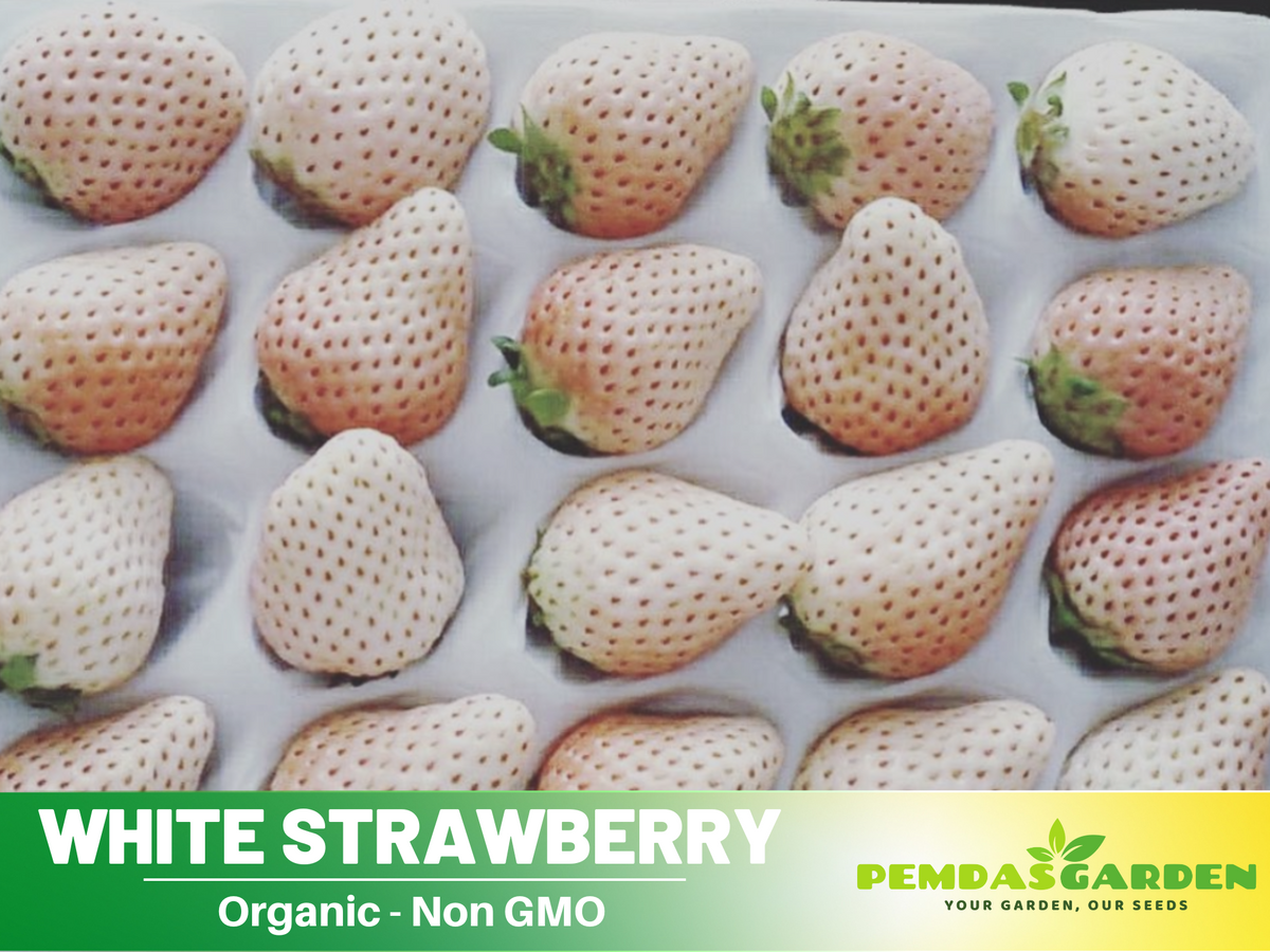 110 seeds| White strawberry seeds #5007