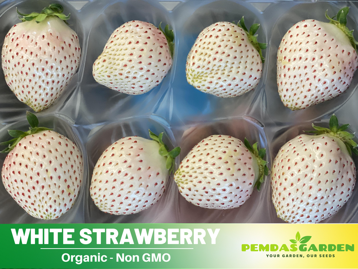 organic heirloom strawberry seeds 110 seeds| White strawberry seeds – Delicious Fruit, Easy to Grow,  Perennial, Garden & Container Plant, Pollinator Friendly, Non-GMO, Heirloom  Variety
