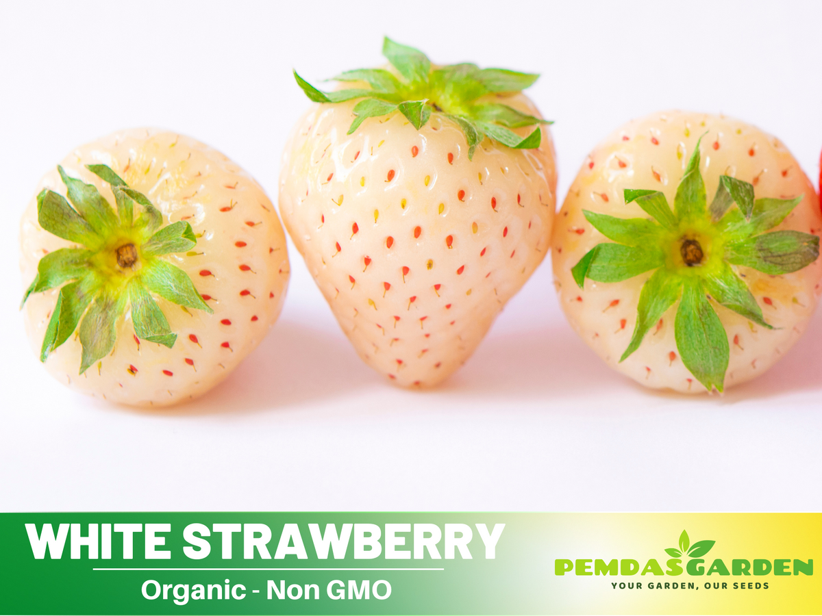 110 seeds| White strawberry Seeds #5007