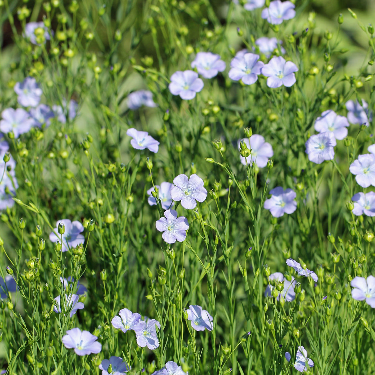 Common Flax, Linum Usitatissimum Seeds, 30 seeds