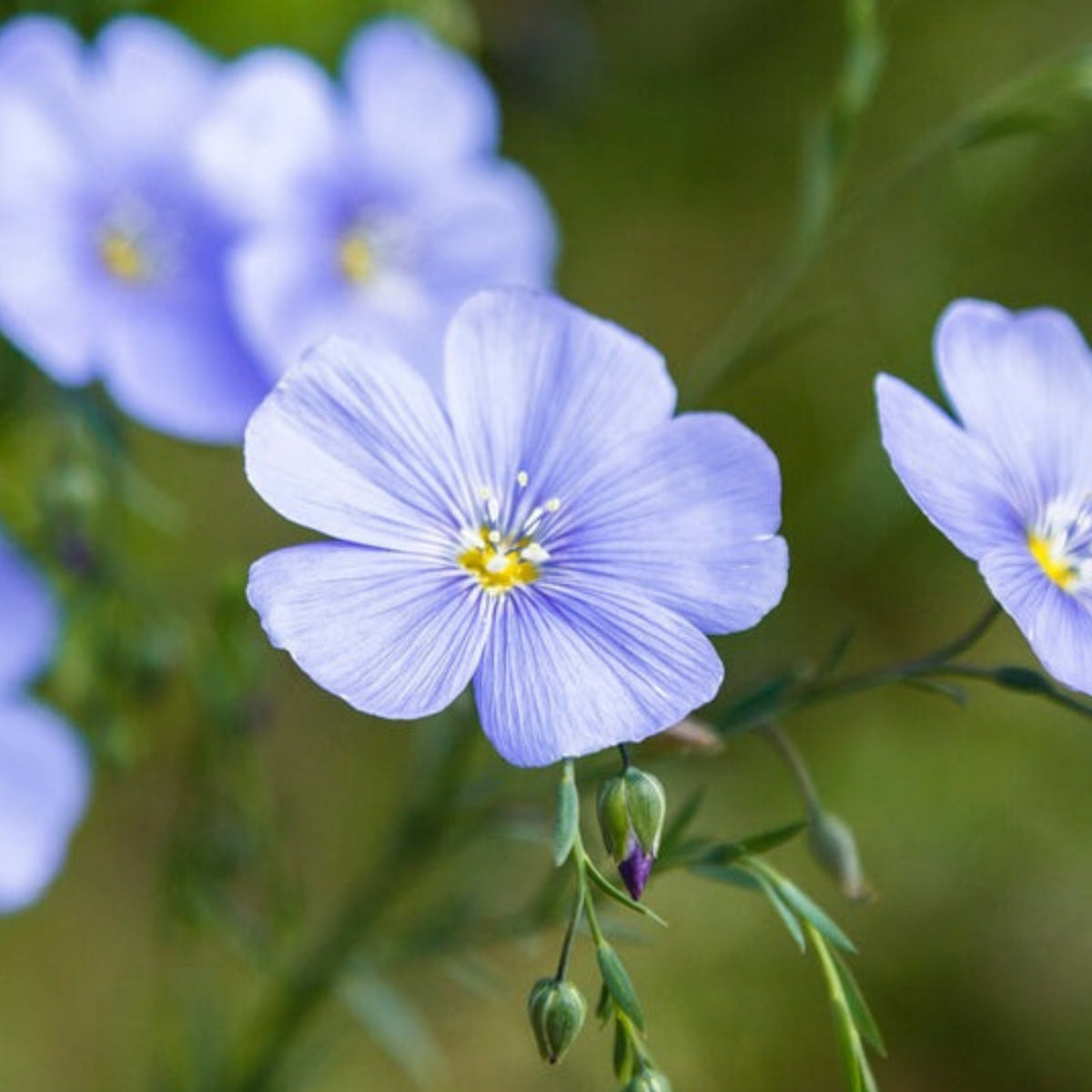 Blue Flax Linum Lewisii Seeds, 30 seeds
