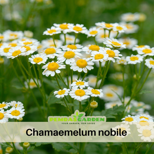 Roman Chamomile Seeds - Groundcover, Drought Tolerant, 110 seeds