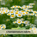 110 seeds| Roman Chamomile Herbs Seeds - Chamaemelum nobile Fragrant Perennial Herb for Tea Groundcover Lawn Alternative and Pollinator Friendly, Groundcover, Drought Tolerant#6001