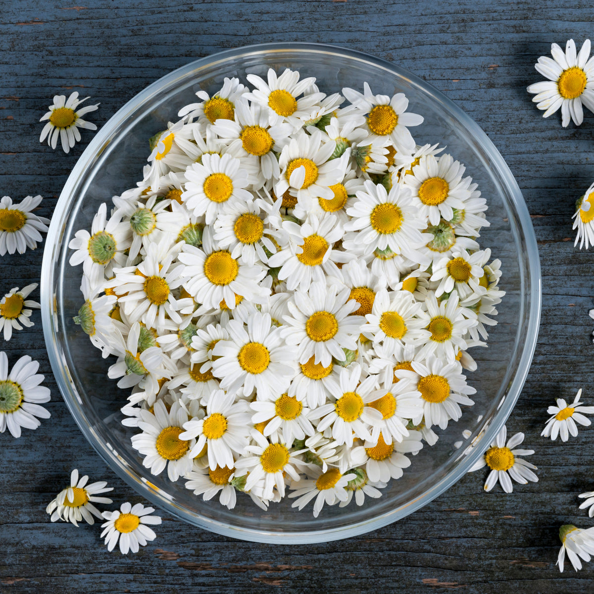 Roman Chamomile Seeds - Groundcover, Drought Tolerant, 110 seeds