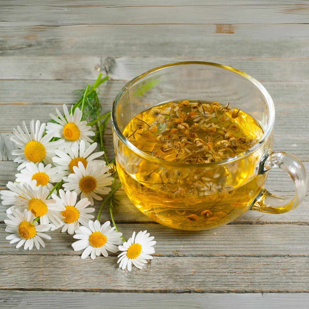 Roman Chamomile Seeds - Groundcover, Drought Tolerant, 110 seeds