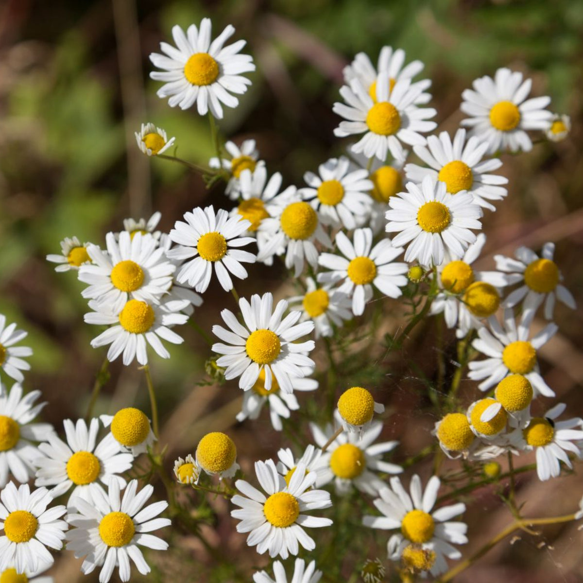 Roman Chamomile Seeds - Groundcover, Drought Tolerant, 110 seeds