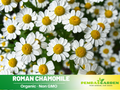 110 seeds| Roman Chamomile Herbs Seeds - Chamaemelum nobile Fragrant Perennial Herb for Tea Groundcover Lawn Alternative and Pollinator Friendly, Groundcover, Drought Tolerant#6001