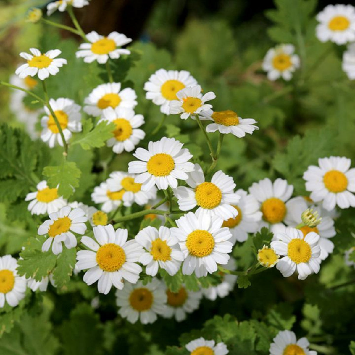 Roman Chamomile Seeds - Groundcover, Drought Tolerant, 110 seeds