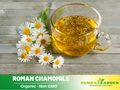 110 seeds| Roman Chamomile Seeds - Chamaemelum nobile Fragrant Perennial Herb for Tea Groundcover Lawn Alternative and Pollinator Friendly, Groundcover, Drought Tolerant#6001