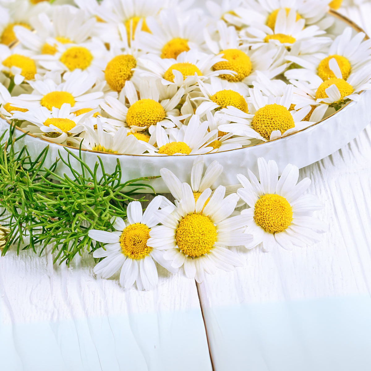 Roman Chamomile Herbs Seeds - Groundcover, Drought Tolerant, 110 seeds