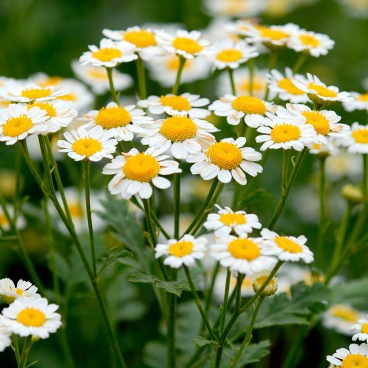 Roman Chamomile Seeds - Groundcover, Drought Tolerant, 110 seeds
