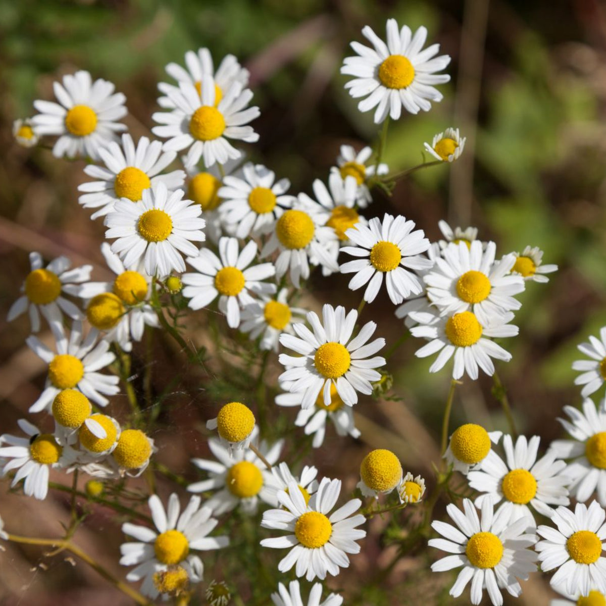 Roman Chamomile Herbs Seeds - Groundcover, Drought Tolerant, 110 seeds