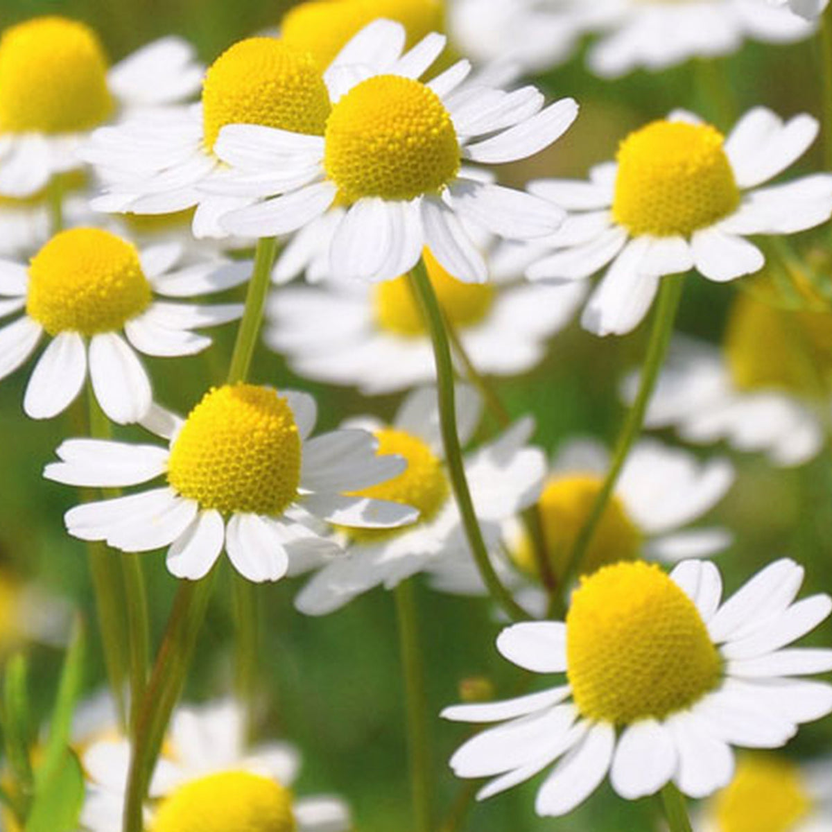Roman Chamomile Herbs Seeds - Groundcover, Drought Tolerant, 110 seeds