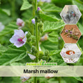 30 seeds|  Marshmallow Herb Seeds Althaea officinalis Perennial Medicinal Herb with Soft Pink Blooms for Tea Pollinator Friendly and Garden Borders  #6002