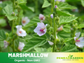 30 seeds|  Marshmallow Herb Seeds Althaea officinalis Perennial Medicinal Herb with Soft Pink Blooms for Tea Pollinator Friendly and Garden Borders  #6002