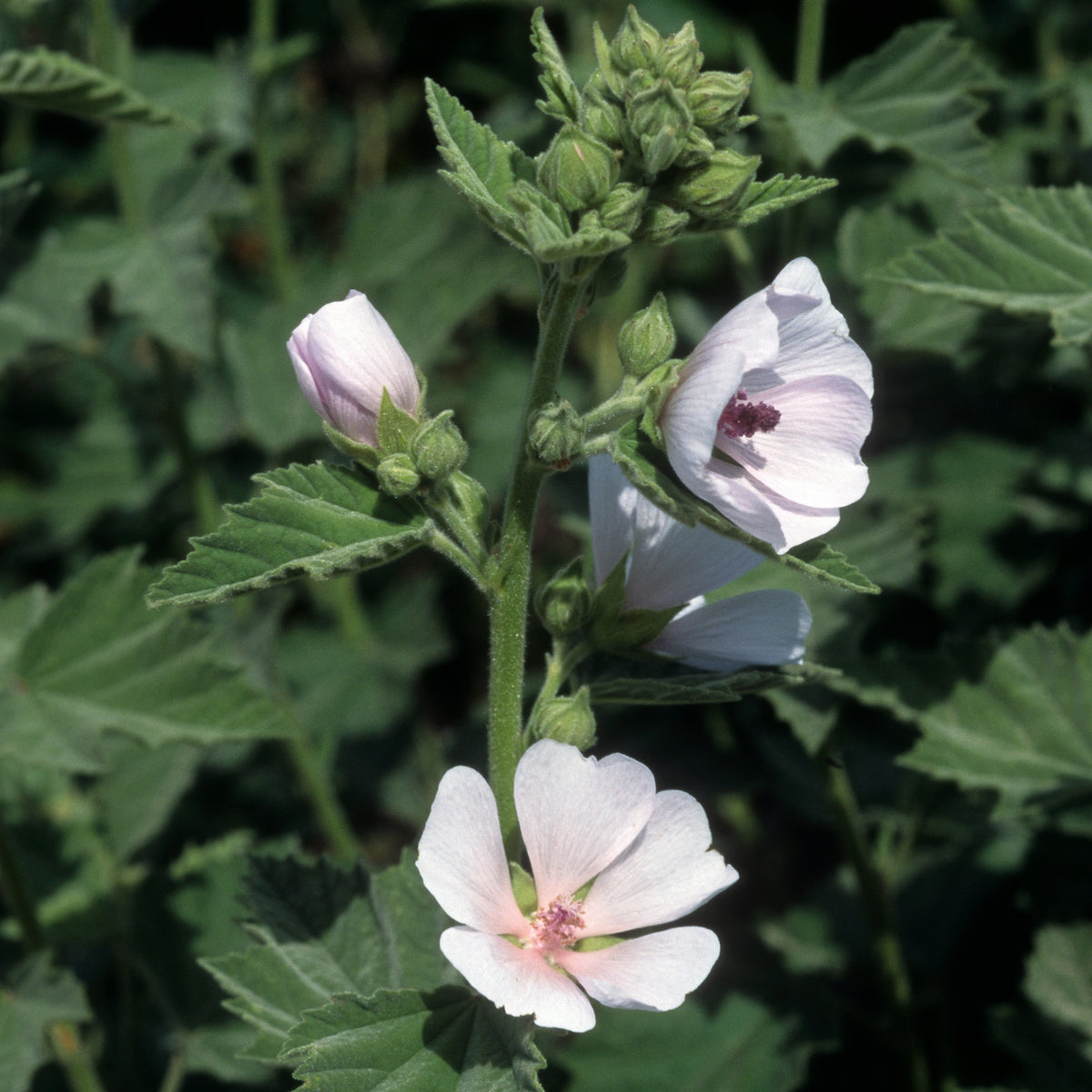 Marshmallow Herb Seeds Althaea Officinalis Medicinal Herb, 30 seeds
