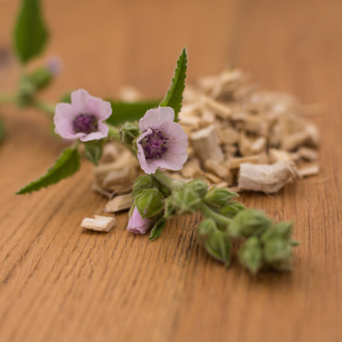 Marshmallow Herb Seeds Althaea Officinalis Medicinal Herb, 30 seeds