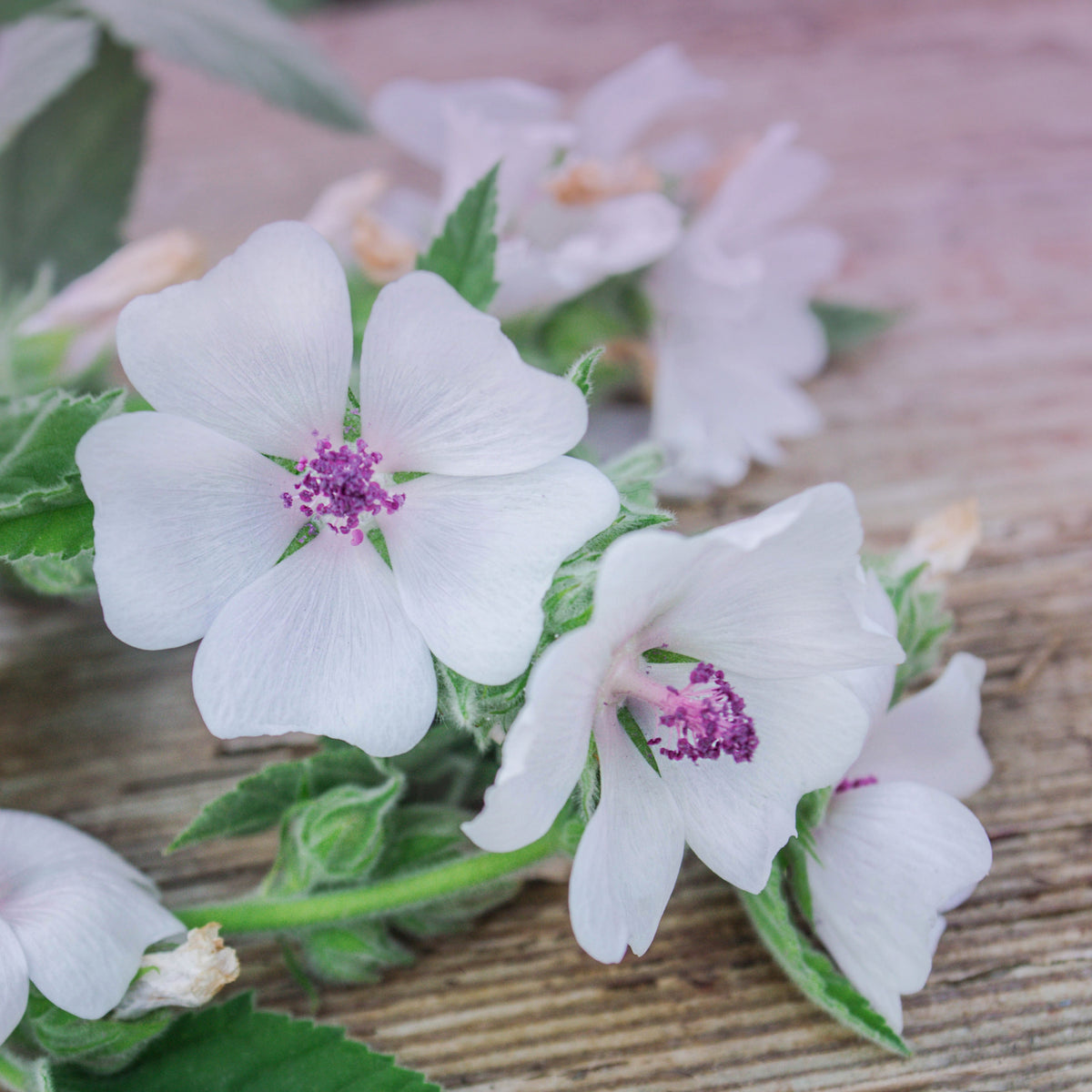 Marshmallow Herb Seeds Althaea Officinalis Medicinal Herb, 30 seeds