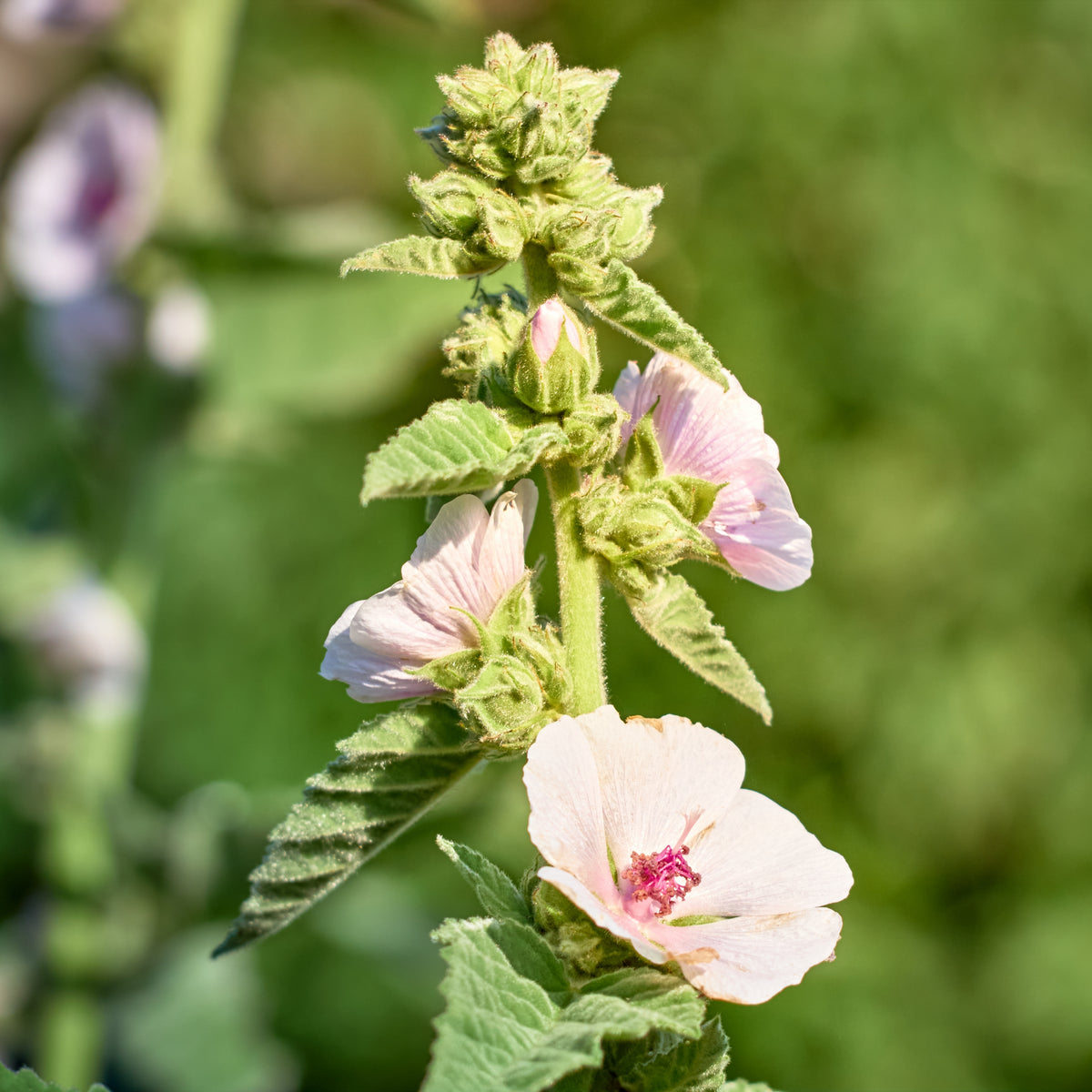 Marshmallow Herb Seeds Althaea Officinalis Medicinal Herb, 30 seeds