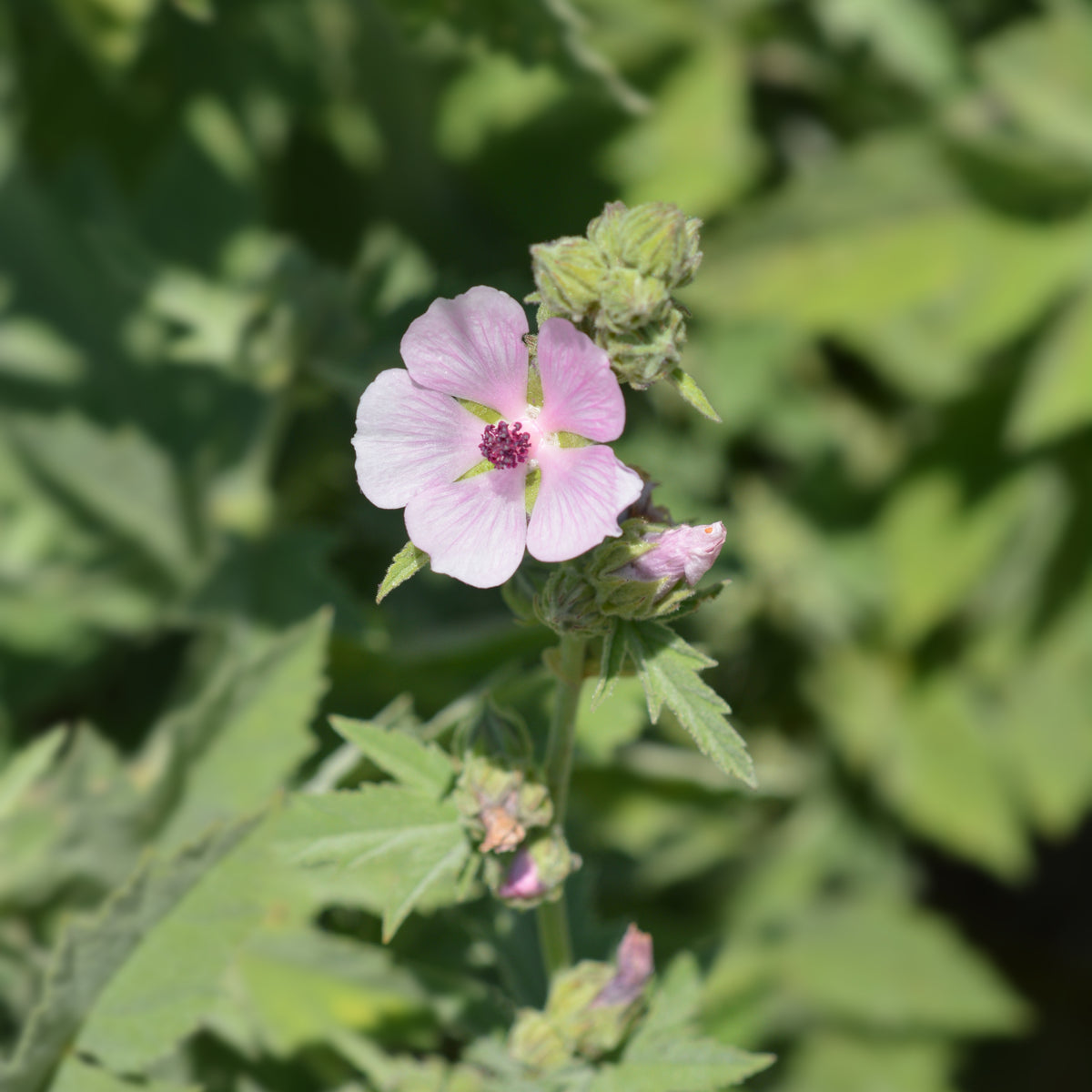 Marshmallow Herb Seeds Althaea Officinalis Medicinal Herb, 30 seeds