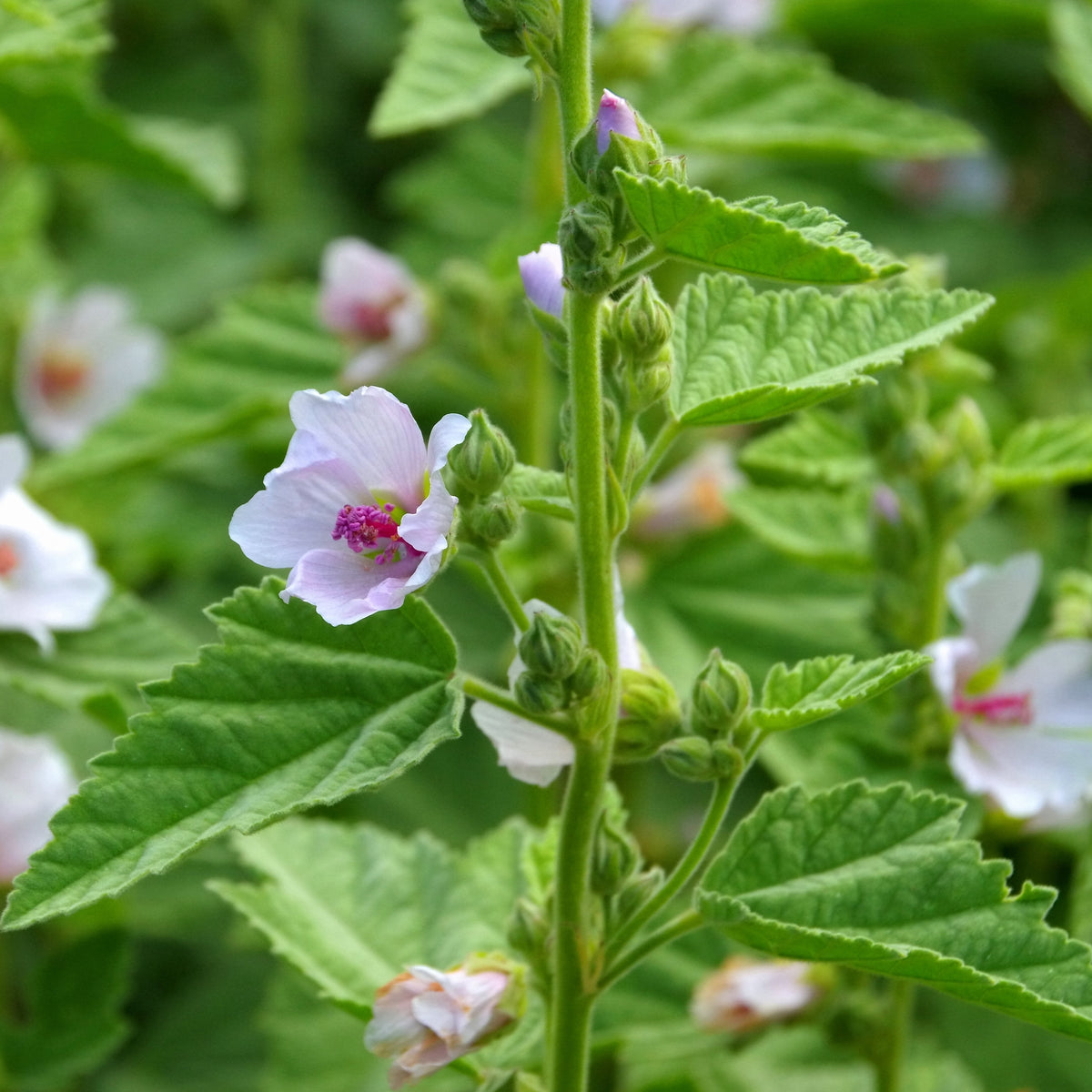 Marshmallow Herb Seeds Althaea Officinalis Medicinal Herb, 30 seeds
