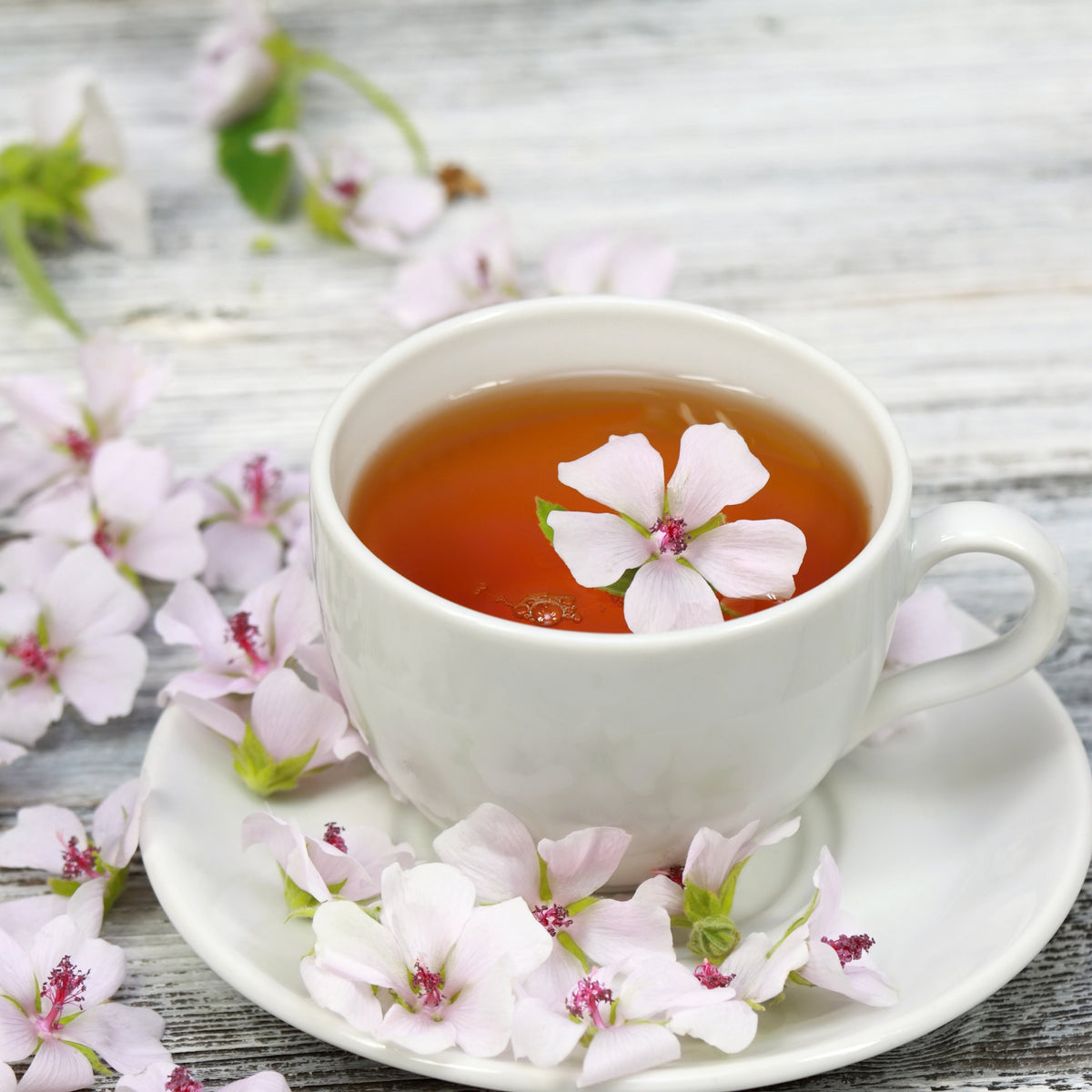 Marshmallow Herb Seeds Althaea Officinalis Medicinal Herb, 30 seeds