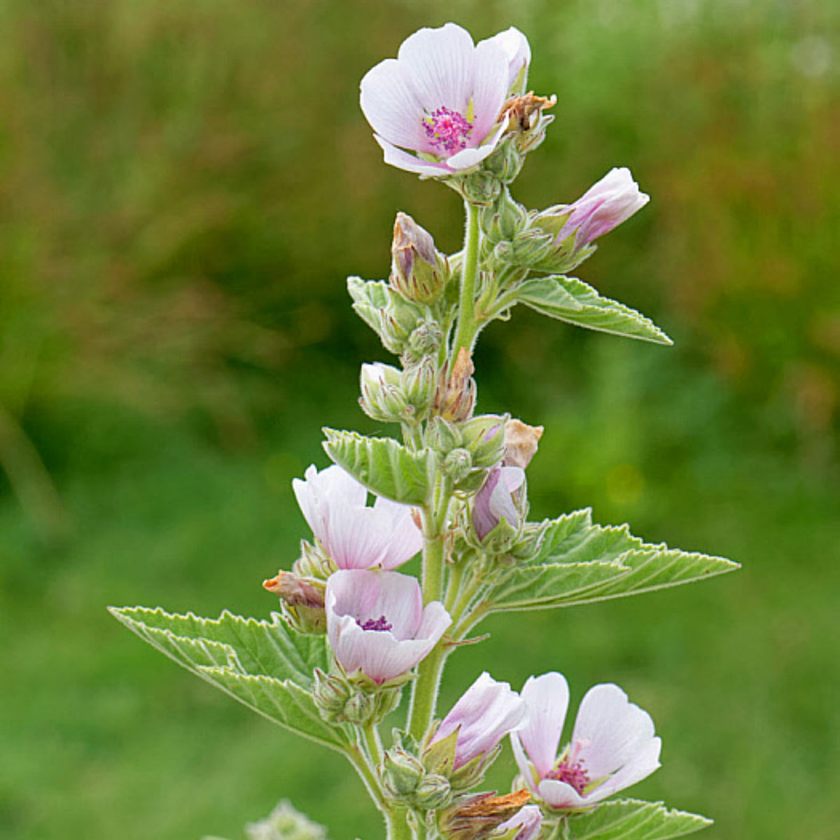 Marshmallow Herb Seeds Althaea Officinalis Medicinal Herb, 30 seeds