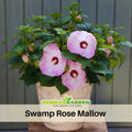 30 seeds| Rose Mallow Hibiscus Seeds - Swamp Hibiscus, Hardy Hibiscus- Hardy Perennial Flower with Large Showy Blooms for Garden Borders Containers and Pollinator Friendly#6003