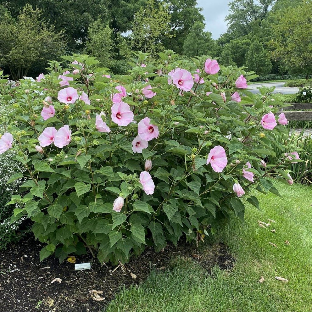 Rose Mallow Hibiscus Seeds - Swamp Hibiscus, Hardy Hibiscus, 30 seeds