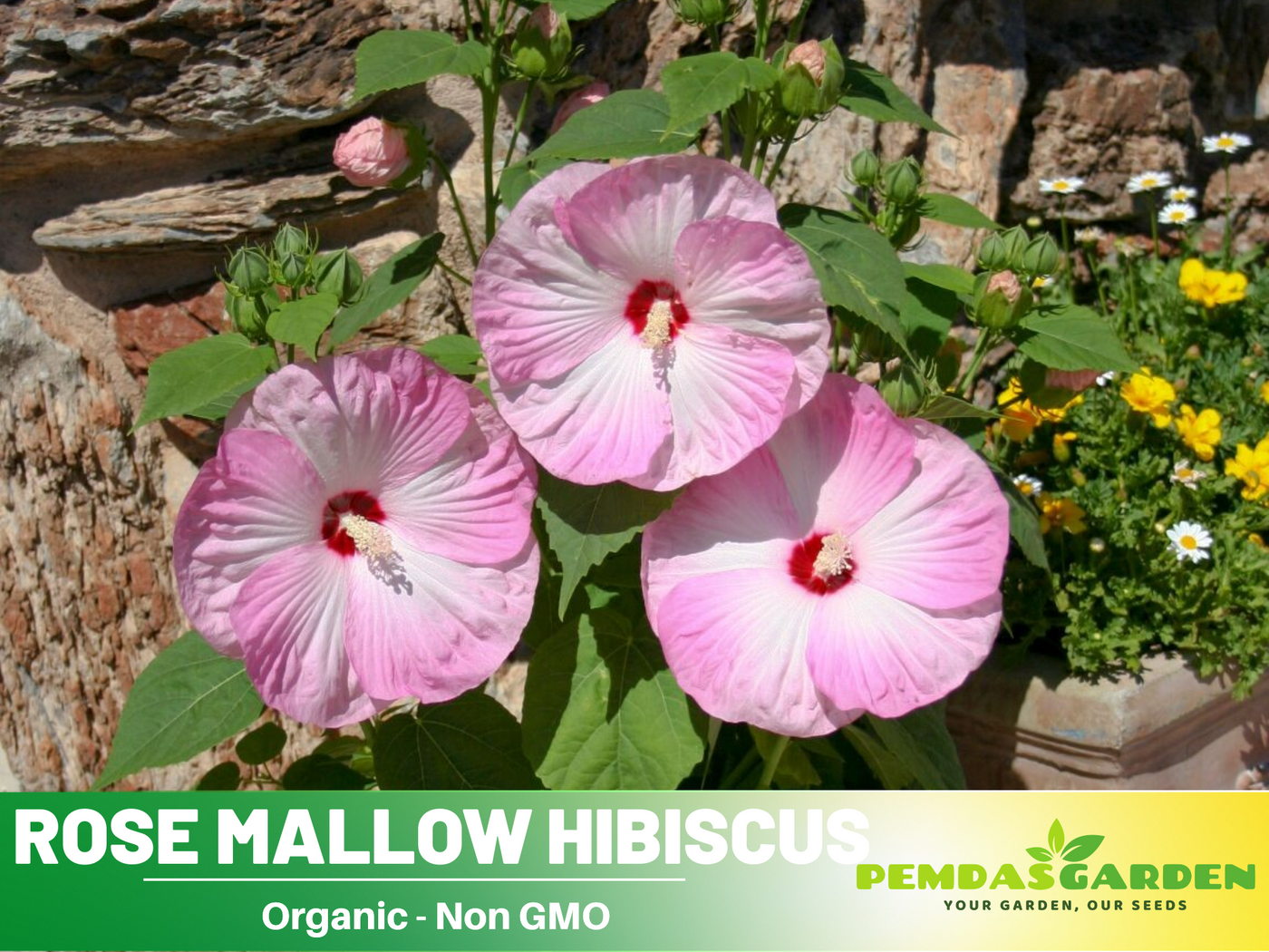 rose mallow seeds 30 seeds| Rose Mallow Hibiscus Seeds