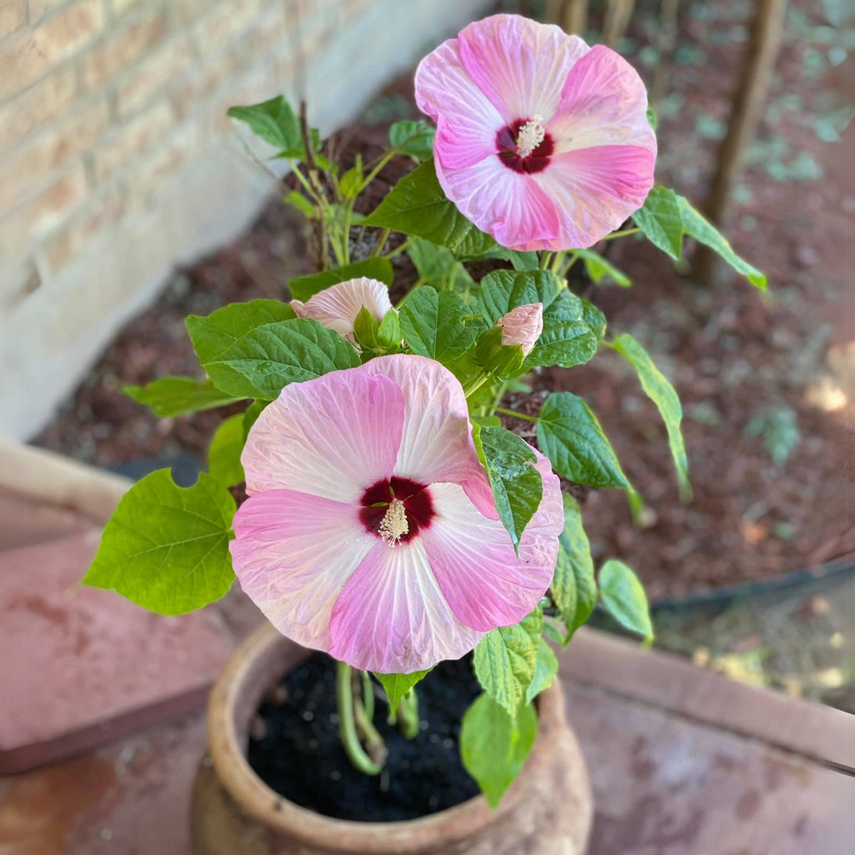 Rose Mallow Hibiscus Seeds - Swamp Hibiscus, Hardy Hibiscus, 30 seeds