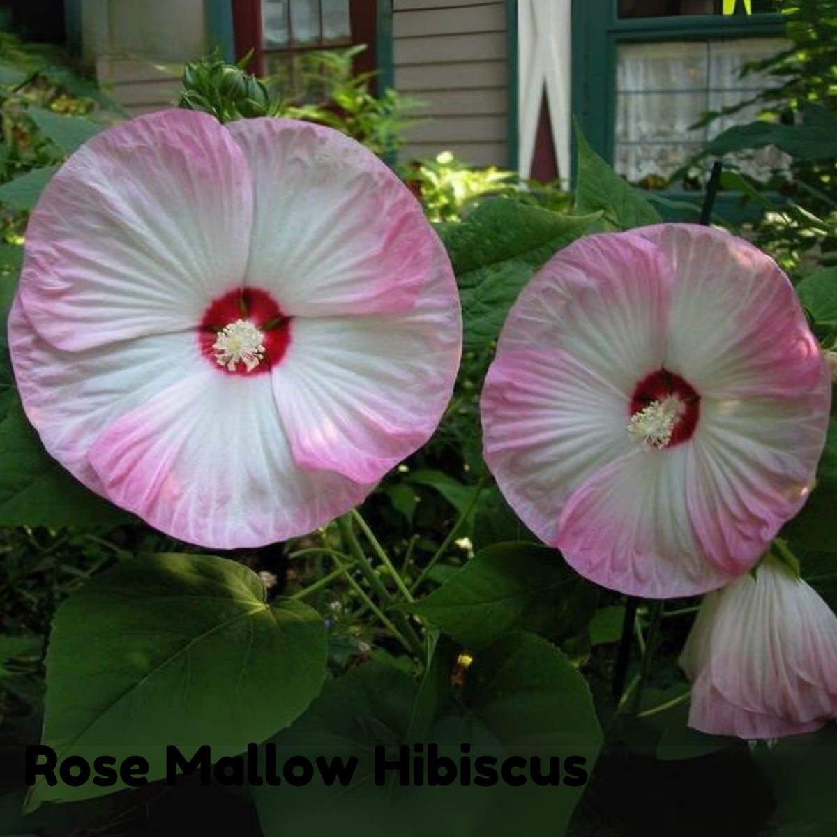 Rose Mallow Hibiscus Seeds - Swamp Hibiscus, Hardy Hibiscus, 30 seeds