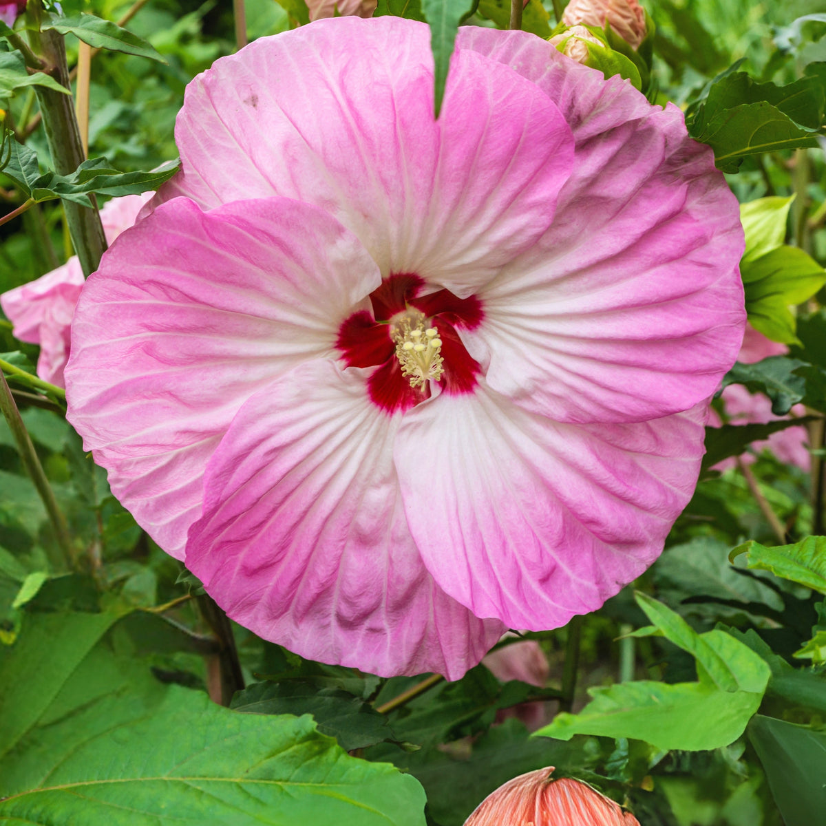 Rose Mallow Hibiscus Seeds - Swamp Hibiscus, Hardy Hibiscus, 30 seeds