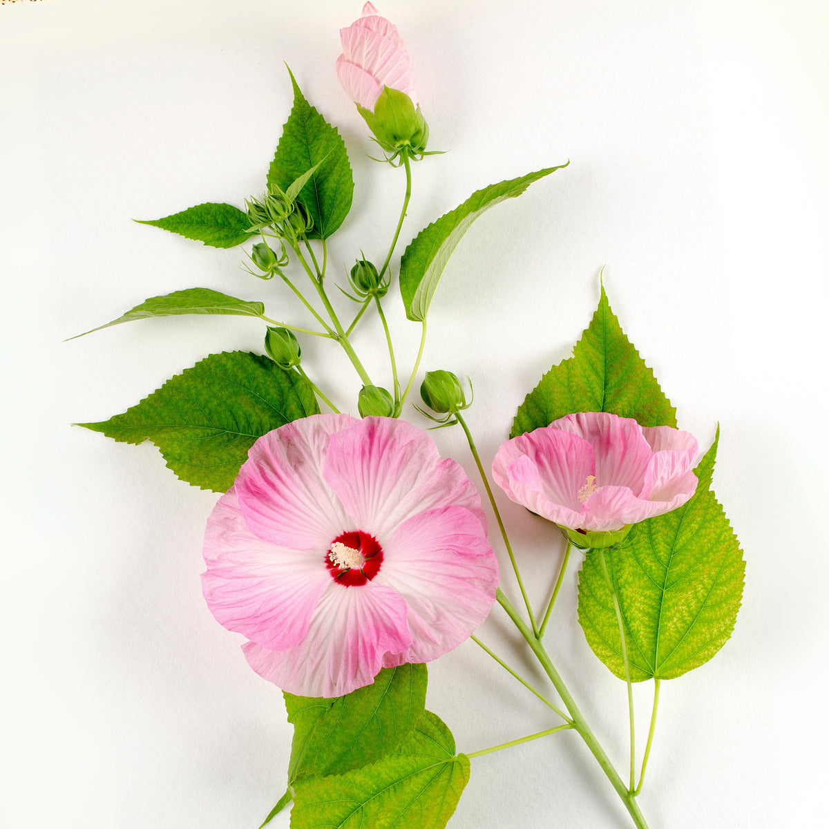 Rose Mallow Hibiscus Seeds - Swamp Hibiscus, Hardy Hibiscus, 30 seeds