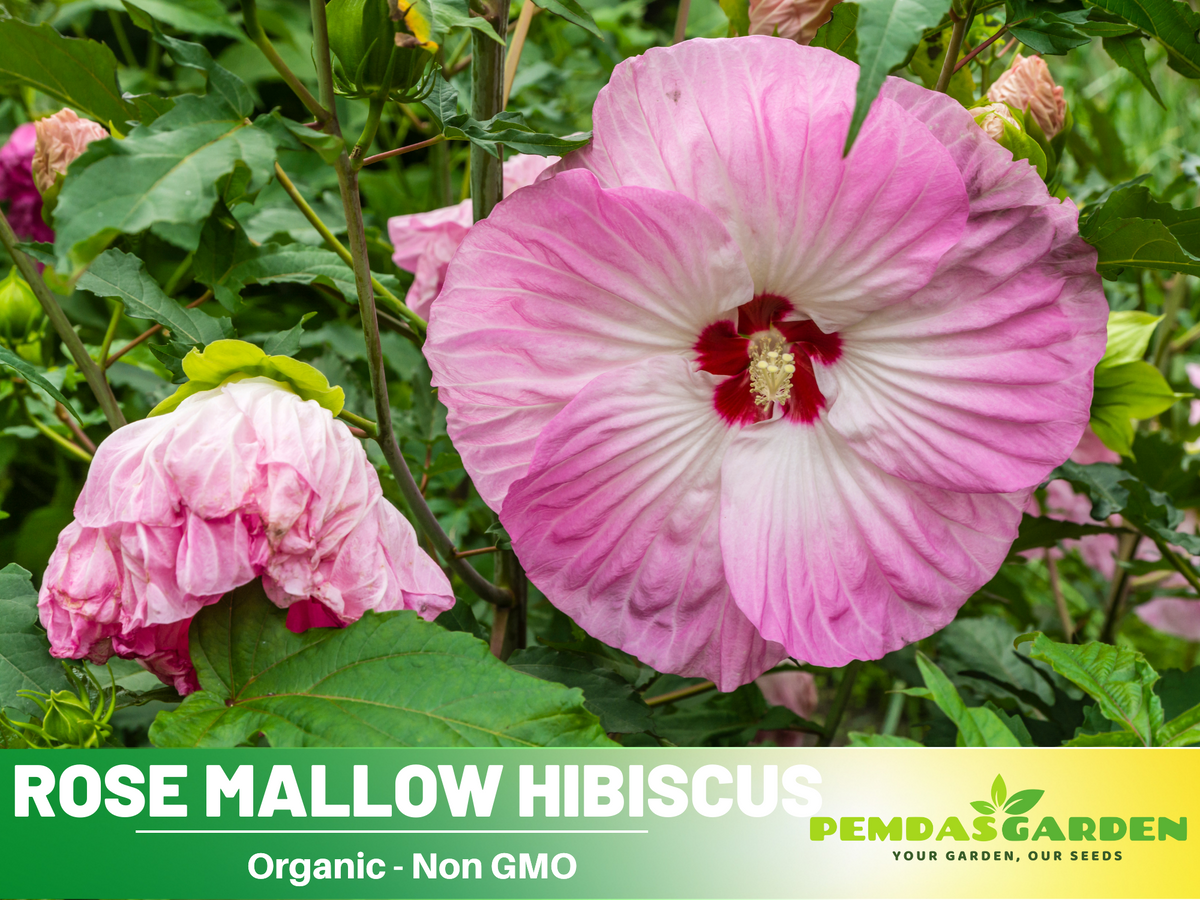 30 seeds| Hibiscus Seeds, Rose Mallow  seeds, - Authentic Seeds ~ GMO Free ~ Seeds~Flower seeds~ Vegetable seeds~ Asian Garden~Herbs B5G1 #6003
