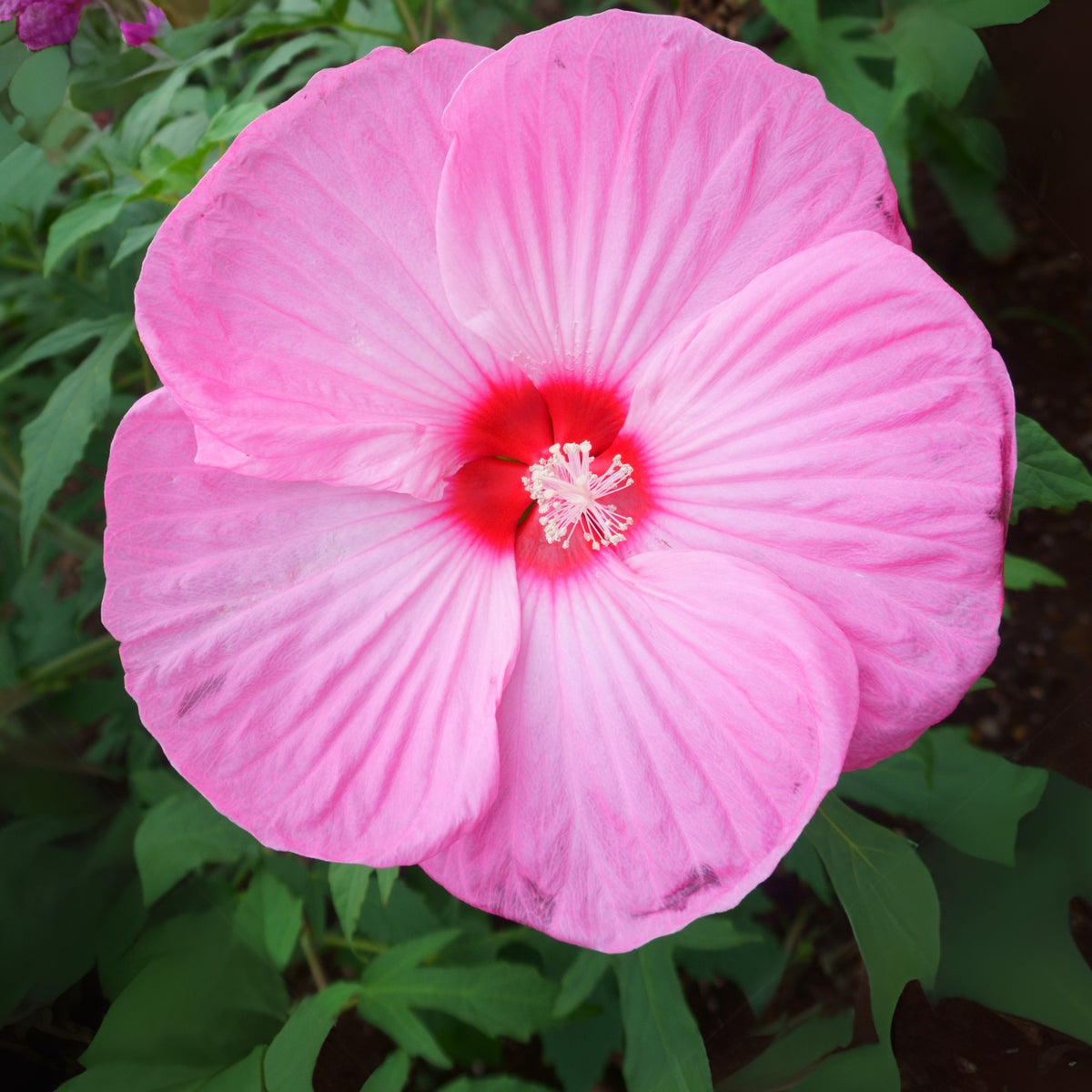 Rose Mallow Hibiscus Seeds - Swamp Hibiscus, Hardy Hibiscus, 30 seeds