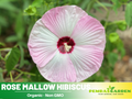30 seeds| Rose Mallow Hibiscus Seeds - Swamp Hibiscus, Hardy Hibiscus- Hardy Perennial Flower with Large Showy Blooms for Garden Borders Containers and Pollinator Friendly#6003