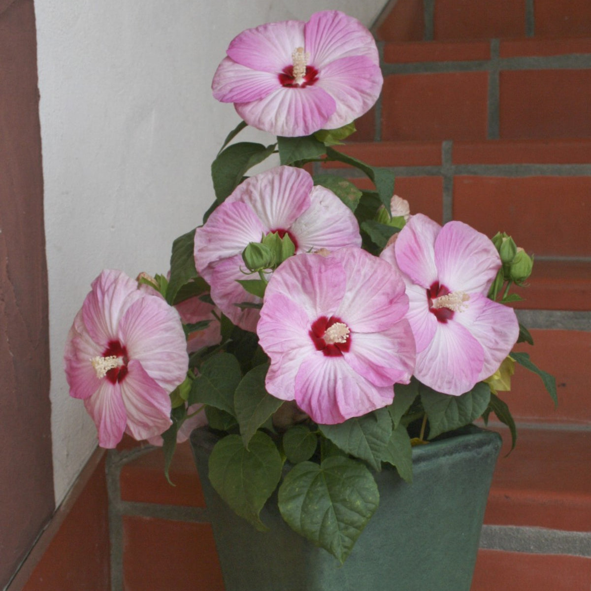 Rose Mallow Hibiscus Seeds - Swamp Hibiscus, Hardy Hibiscus, 30 seeds