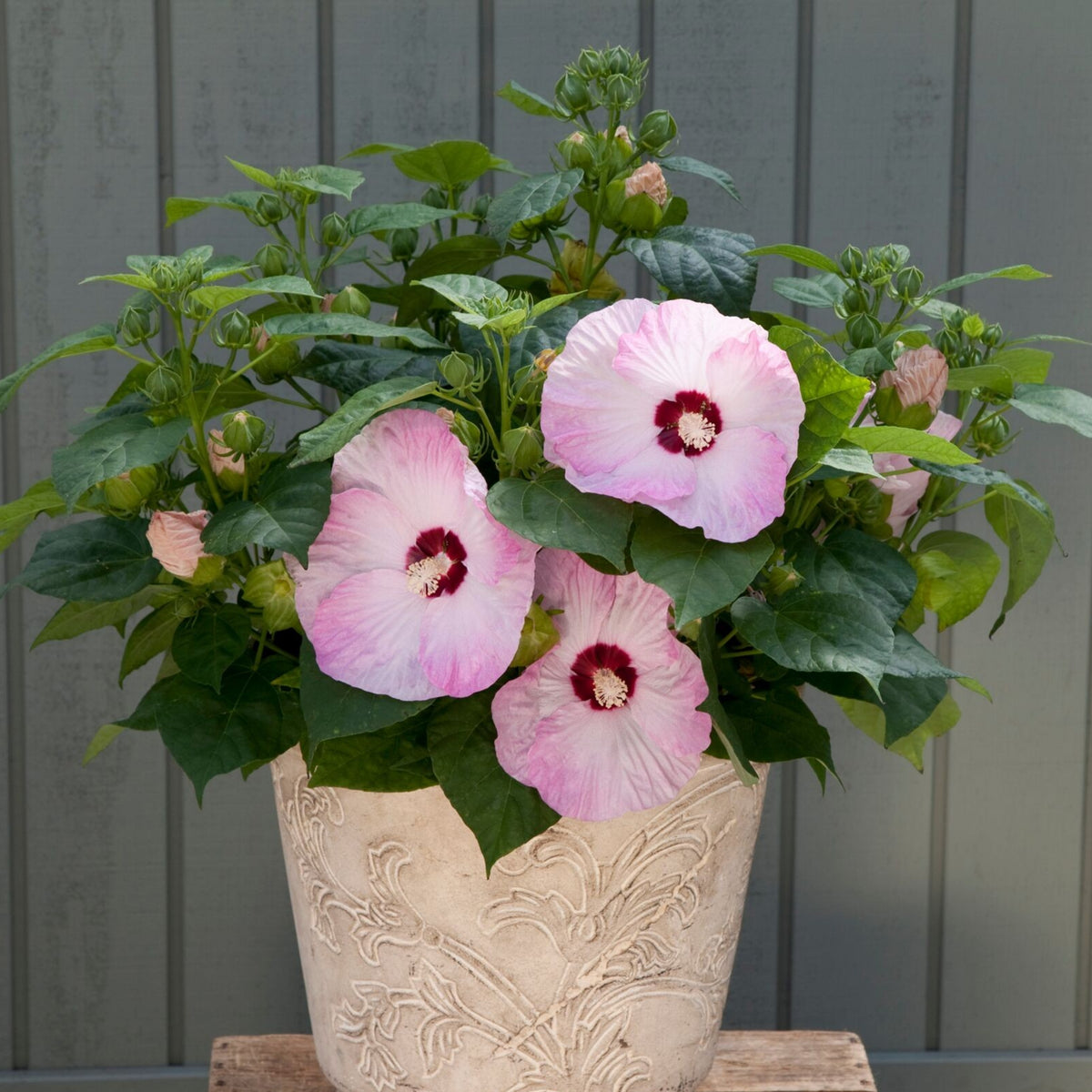 Rose Mallow Hibiscus Seeds - Swamp Hibiscus, Hardy Hibiscus, 30 seeds