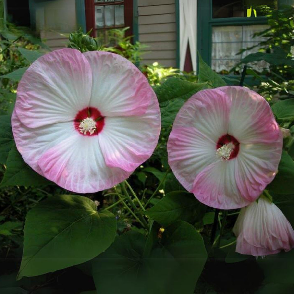 Rose Mallow Hibiscus Seeds - Swamp Hibiscus, Hardy Hibiscus, 30 seeds