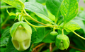 60 seeds| Dang-shen Seeds - Codonopsis pilosula Traditional Herb Perennial Root Plant for Herbal Garden Containers and Natural Wellness, Eco-Friendly, Easy to Grow Culinary & Medicinal Herbs#6004