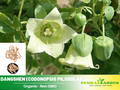 60 seeds| Dang-shen Seeds - Codonopsis pilosula Traditional Herb Perennial Root Plant for Herbal Garden Containers and Natural Wellness, Eco-Friendly, Easy to Grow Culinary & Medicinal Herbs#6004
