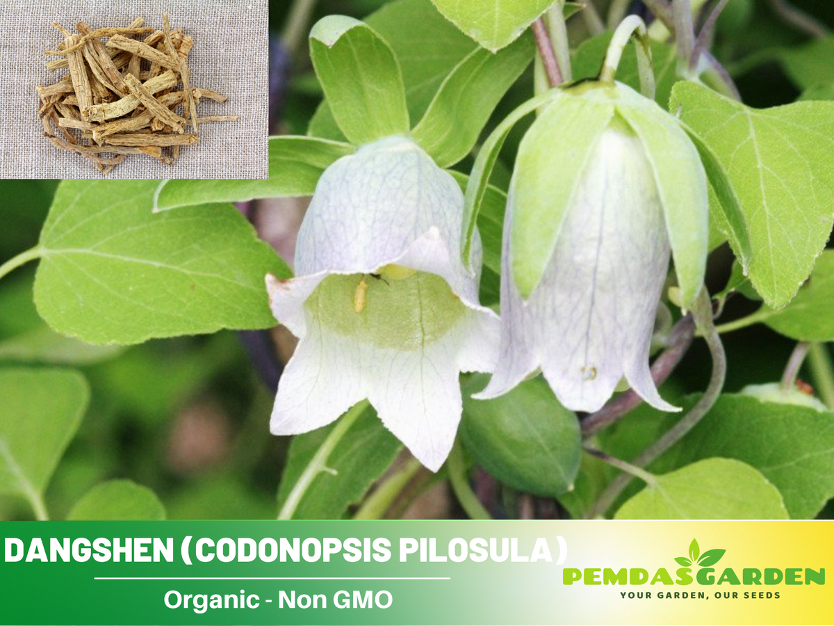 60 seeds| Dang-shen Seeds, pilosula Herb seeds #6004