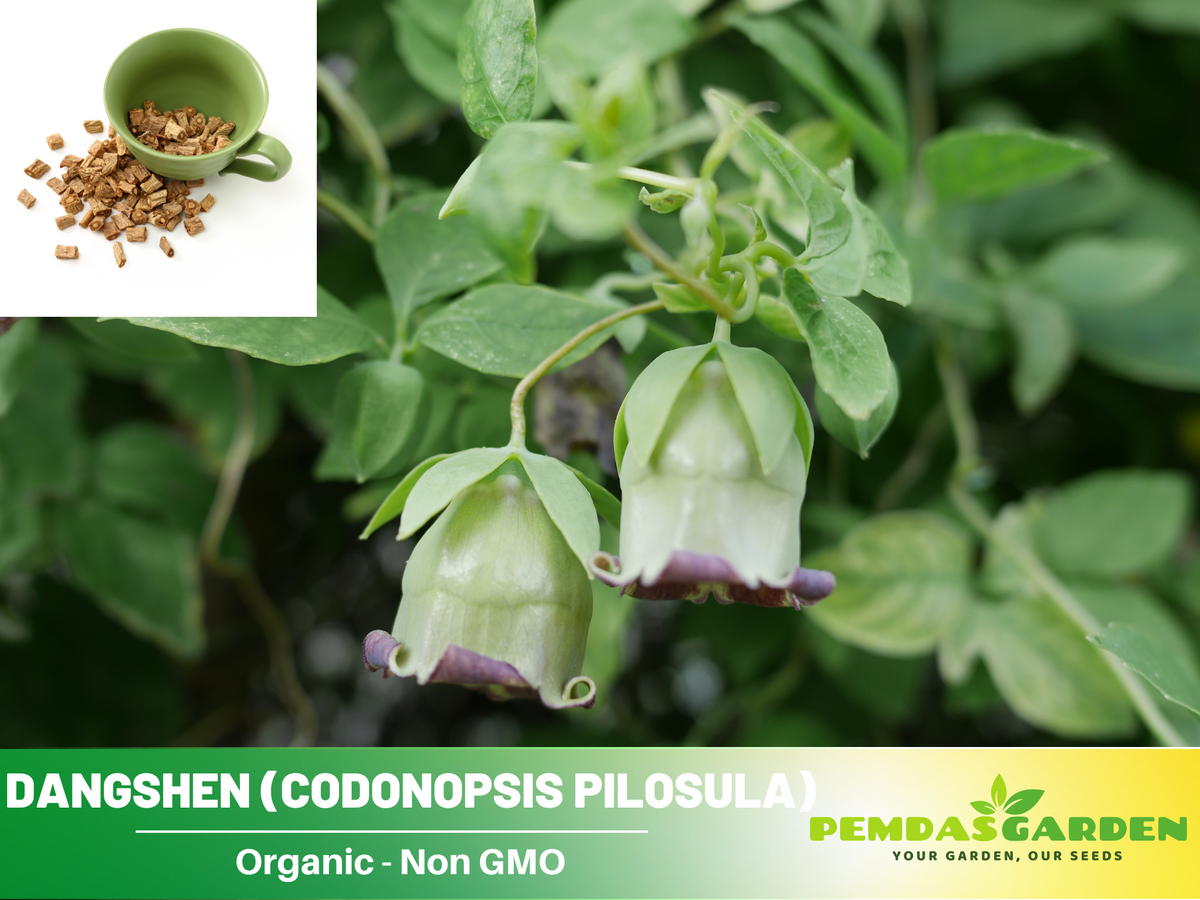 60 seeds| Dang-shen Seeds, pilosula Herb seeds #6004