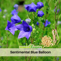 60 seeds| Blue Balloon Flower Seeds - Platycodon grandiflorus - Chinese Bellflower-  Hardy Perennial with Unique Balloon Buds and Star Shaped Blooms for Garden Borders#6005