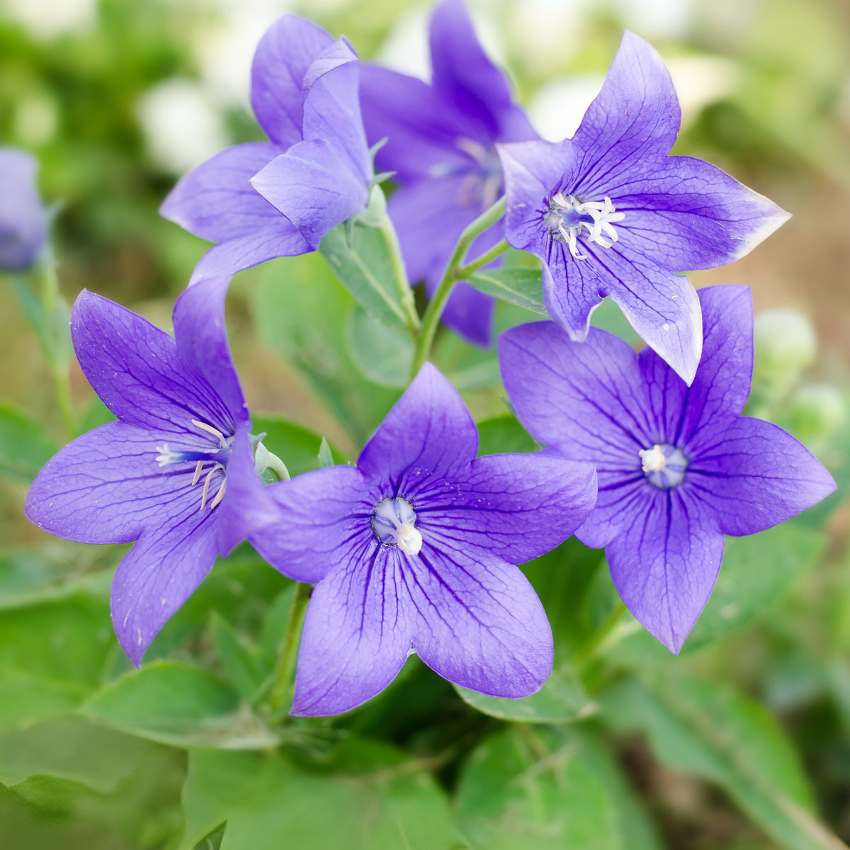 Blue Balloon Flower Seeds - Platycodon Grandiflorus, 60 seeds