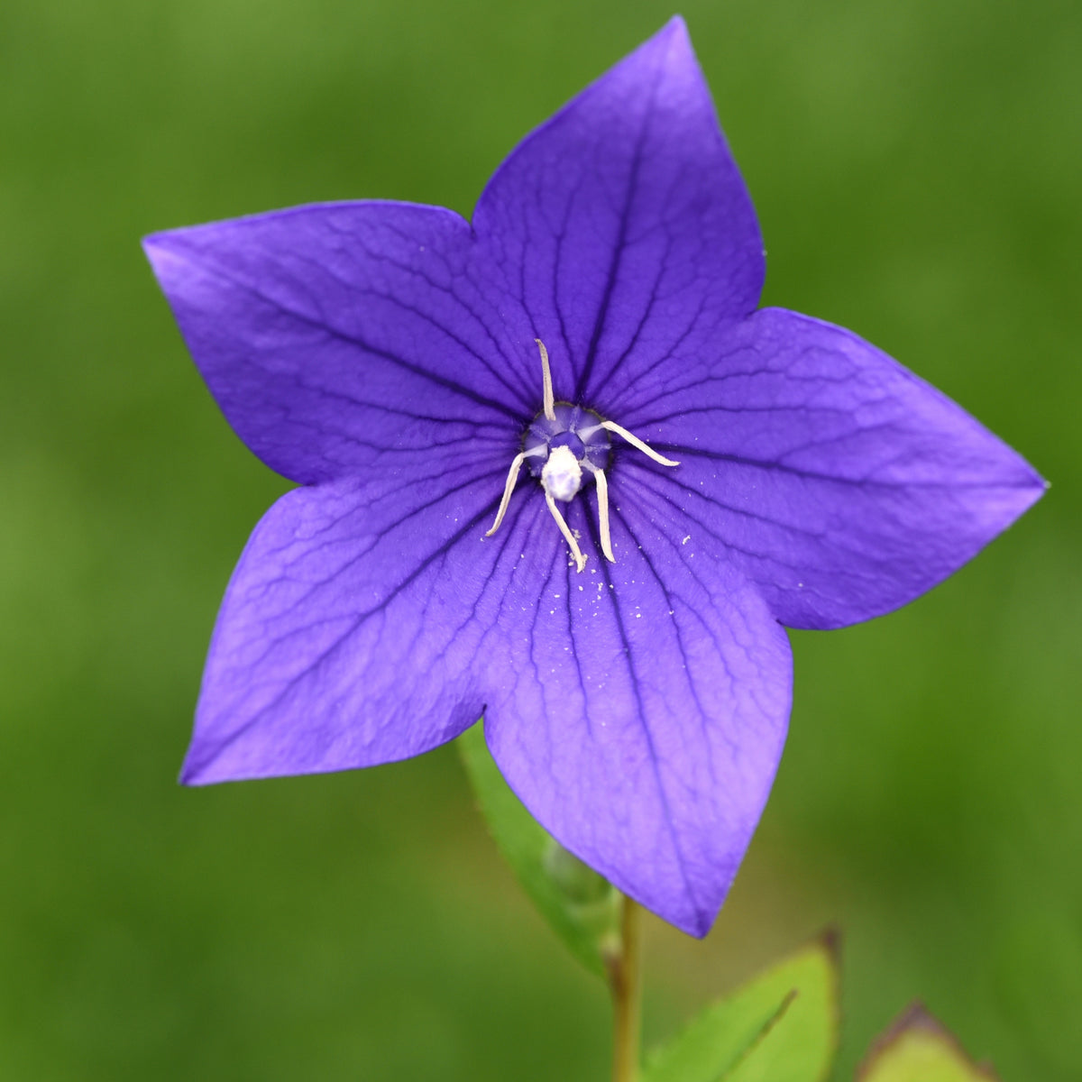 Blue Balloon Flower Seeds - Platycodon Grandiflorus, 60 seeds