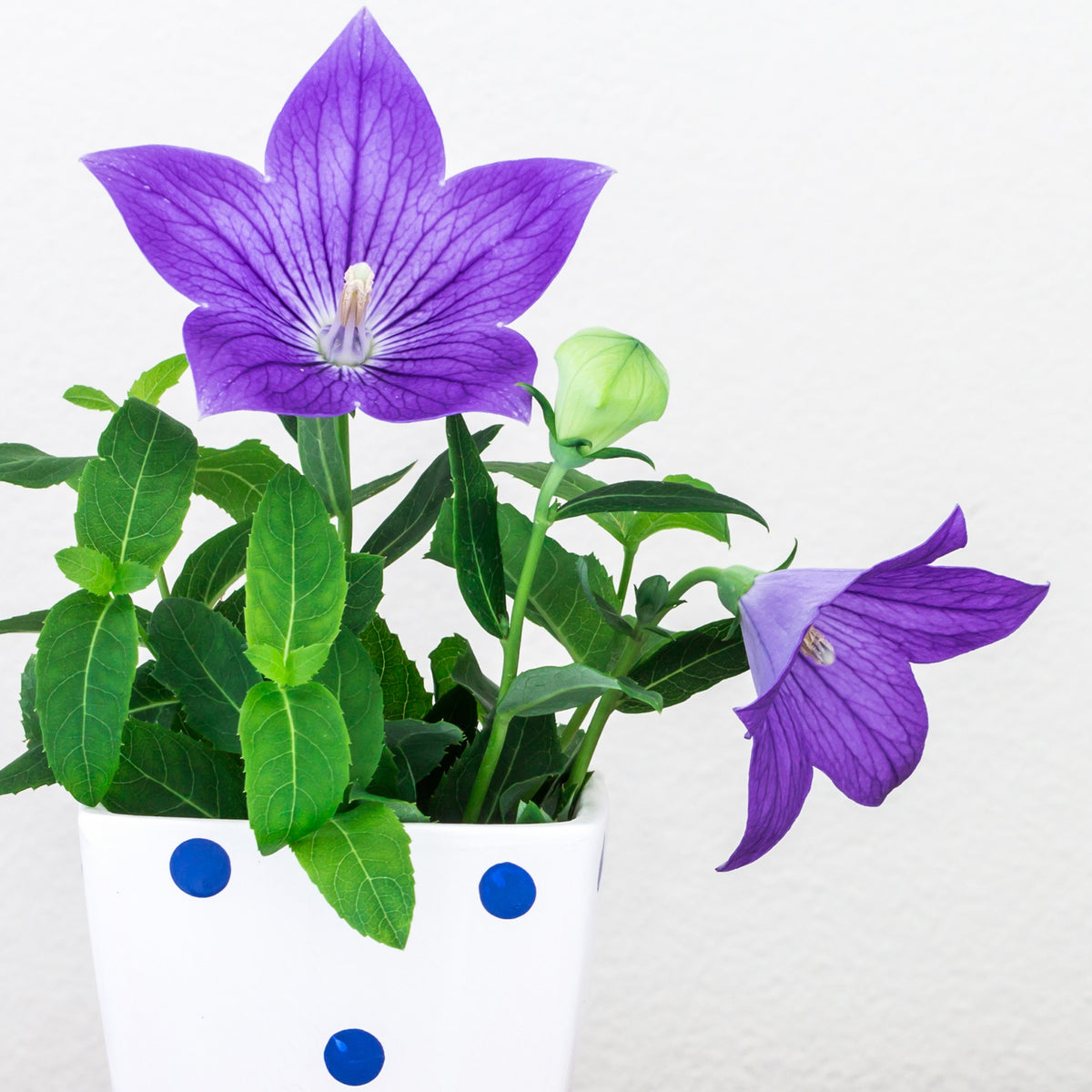 Blue Balloon Flower Seeds - Platycodon Grandiflorus, 60 seeds